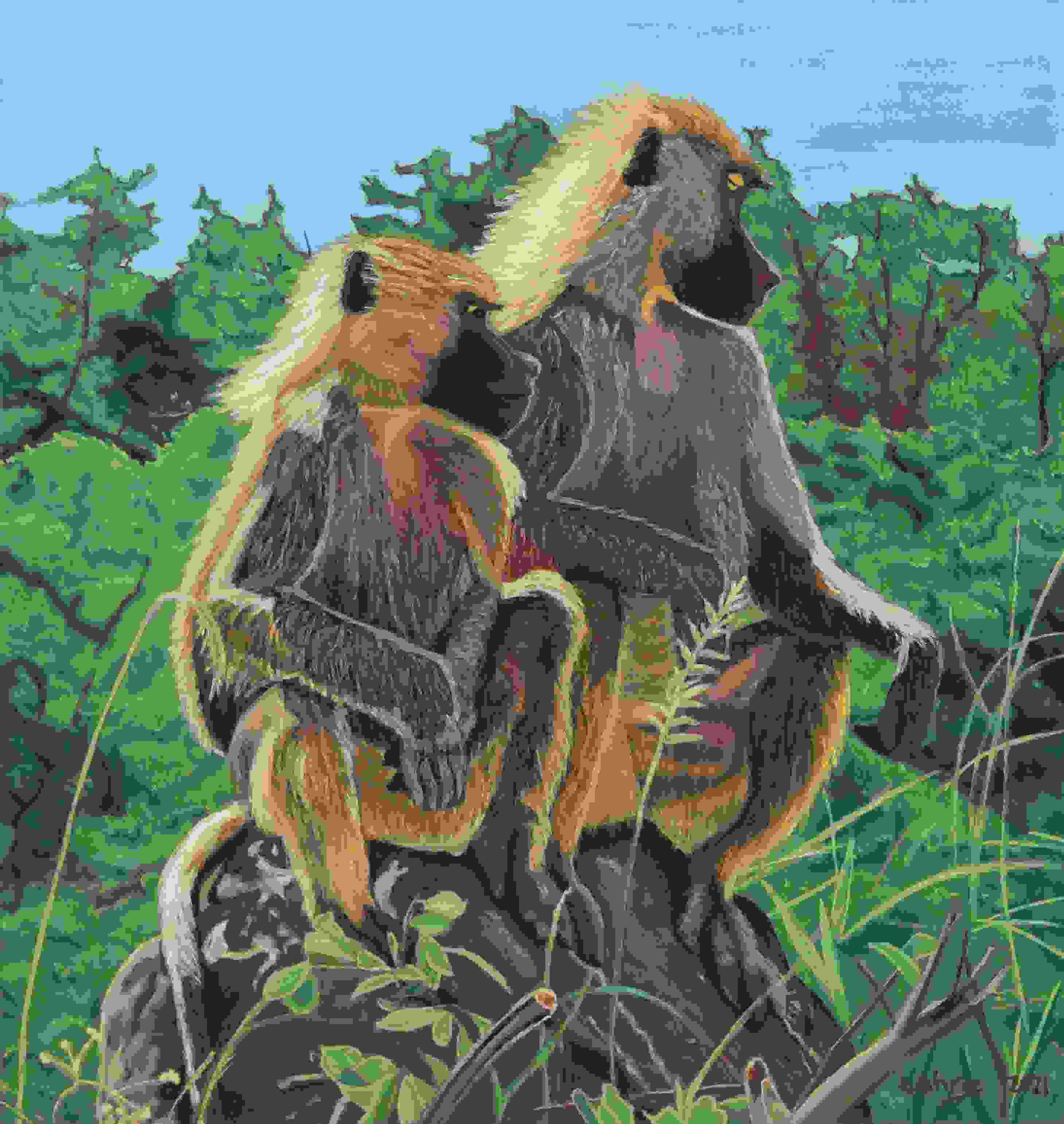 Baboons on a Rock